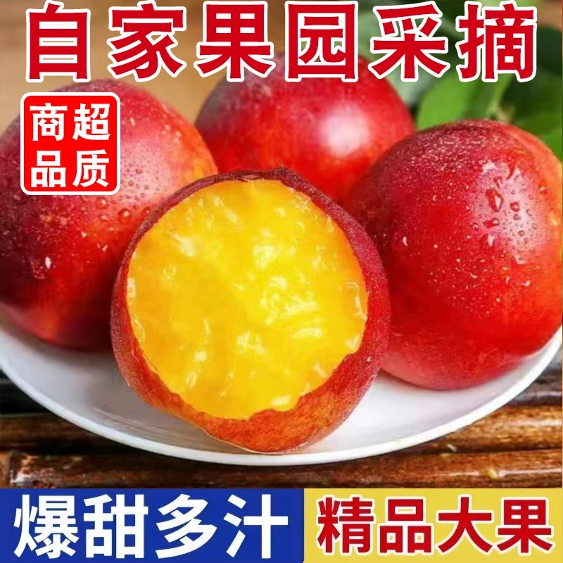 【2025头茬】露天黄心油桃应季桃子新鲜水果当季水果