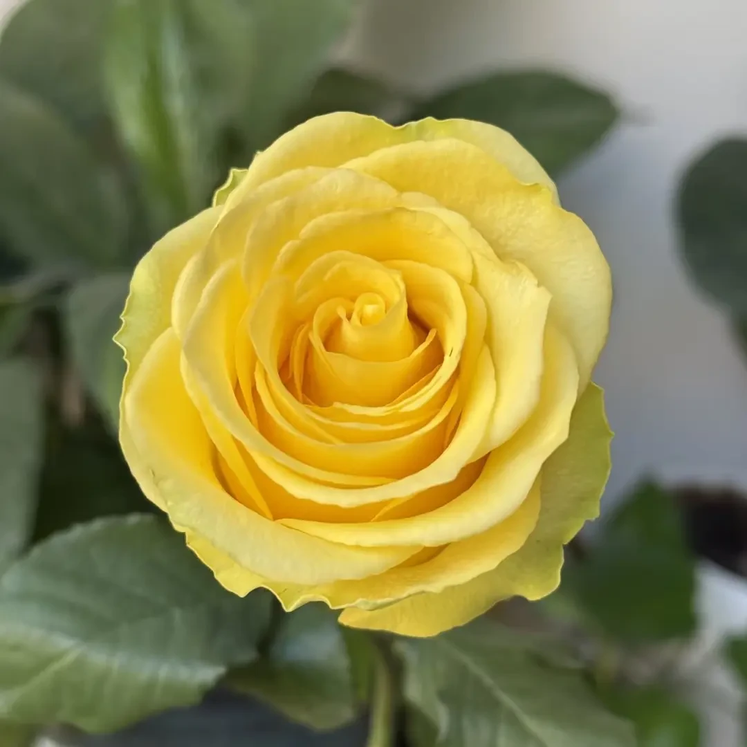 阳光沙滩盆栽切花月季