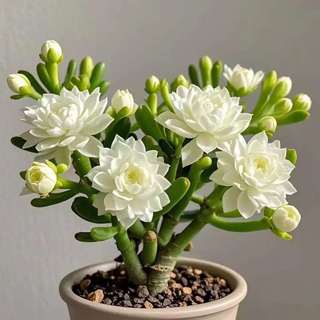 【四季开花】新品紫月寒多肉种球驱蚊四季种植重瓣大花浓香花卉盆栽