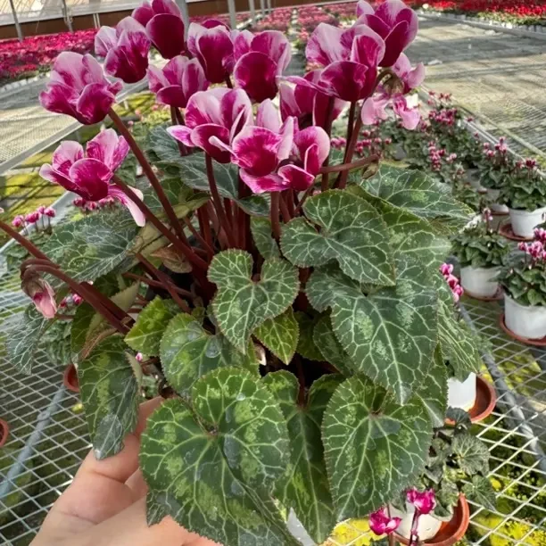 【富士紫罗兰】一代仙客来室内好养观花植物盆栽