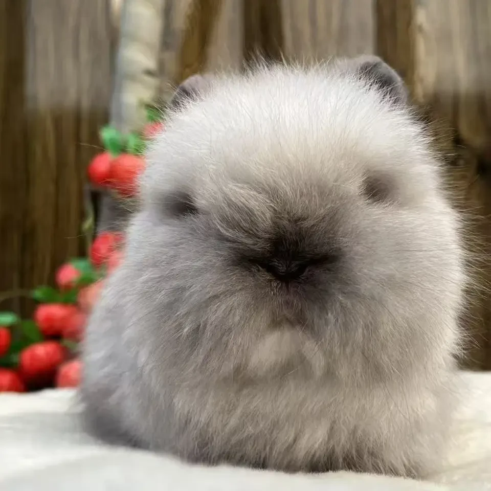 适合家庭饲养的小体型不咬人迷你侏儒垂耳宠物兔一物一拍