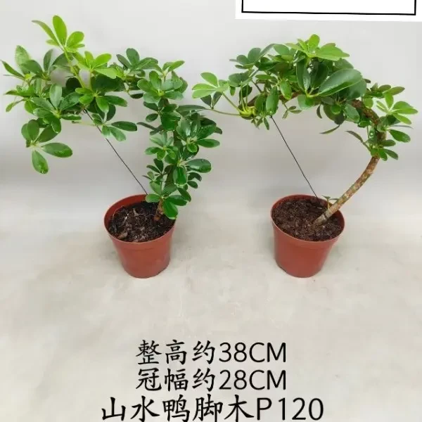 八方来财鸭脚木桌面造型盆栽现货实拍基地原盆送辅材.不含瓷盆