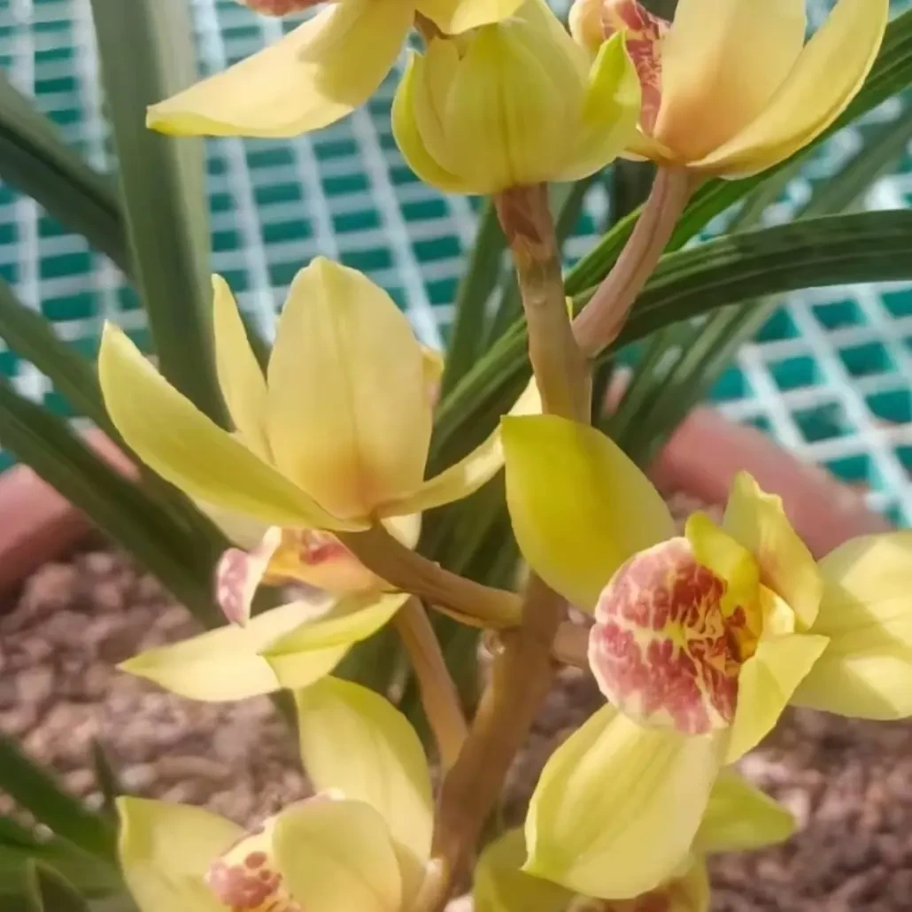 蕙兰绿植盆栽年宵庭院蝴蝶兰花卉开花浓香型室内外好种名贵兰花