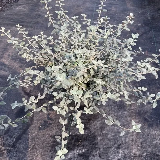 尤加利银水滴耐热耐晒适合阳台花园露台养护的植物
