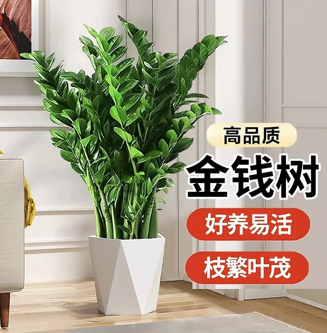 超值价！四季常青【基地直发】高80-90CM金钱树绿植盆栽好养办公室