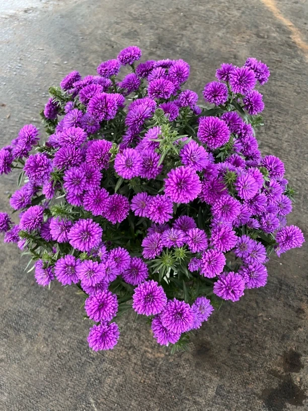 翠菊菊紫菀盆栽颜色艳丽新手易养多季节开花