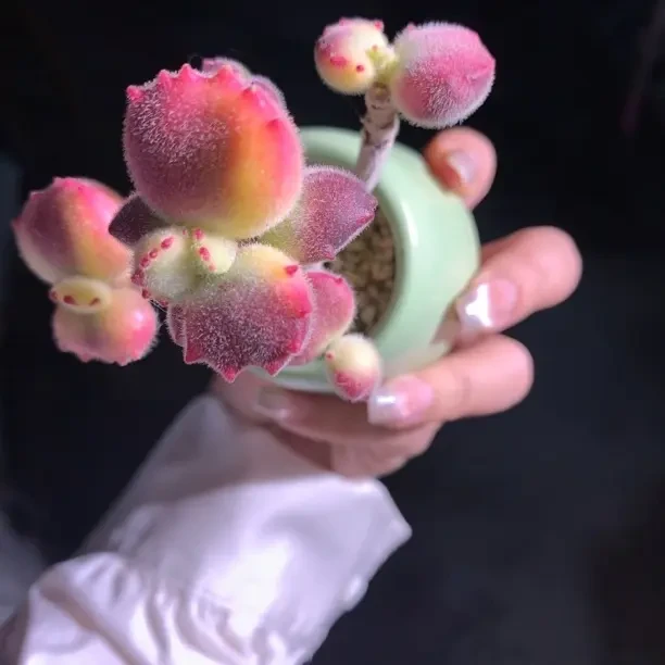 多肉植物框拍肉植物盆栽室内阳台好养美观防辐射