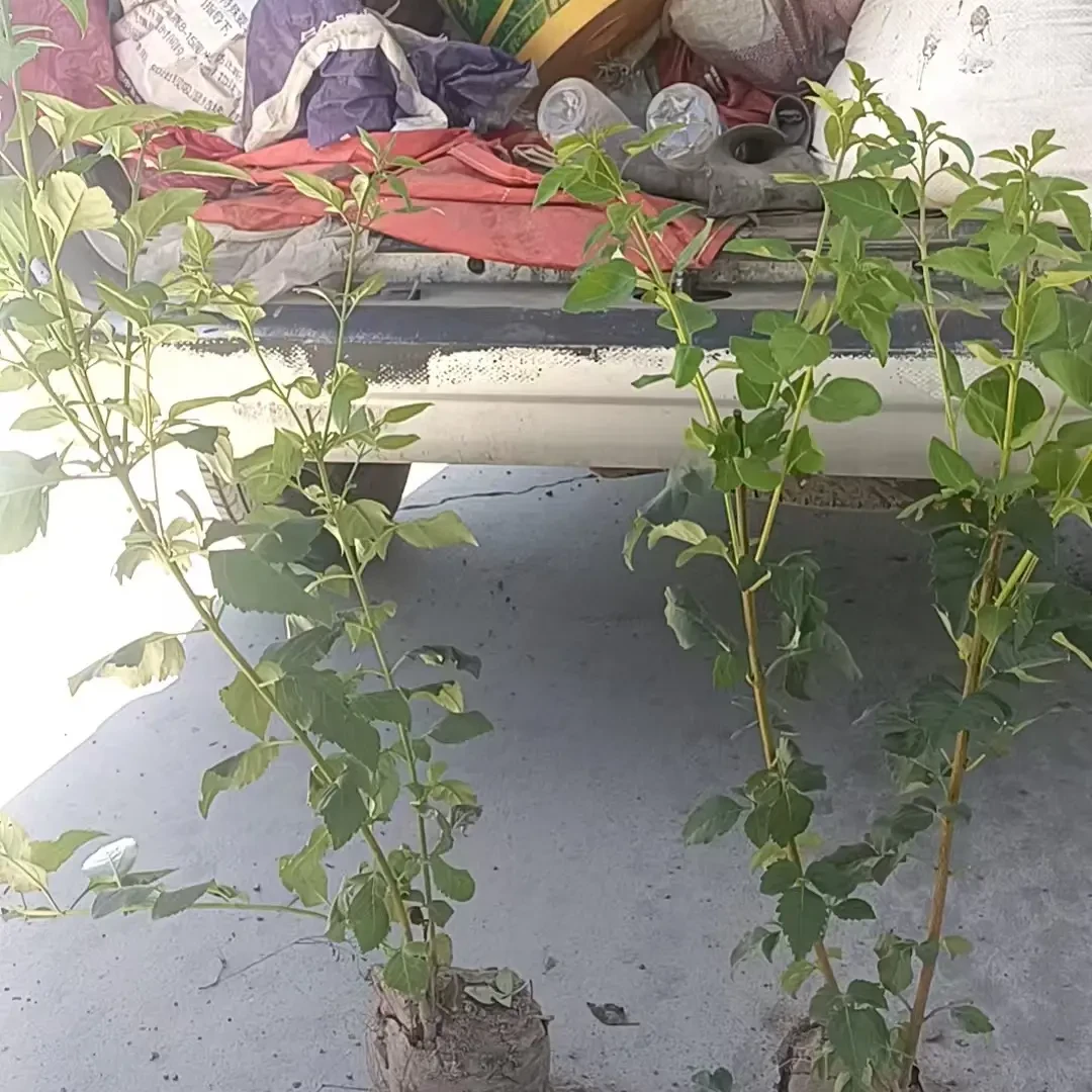 连翘苗13.15的杯子连翘苗成活率好不支持快递发货