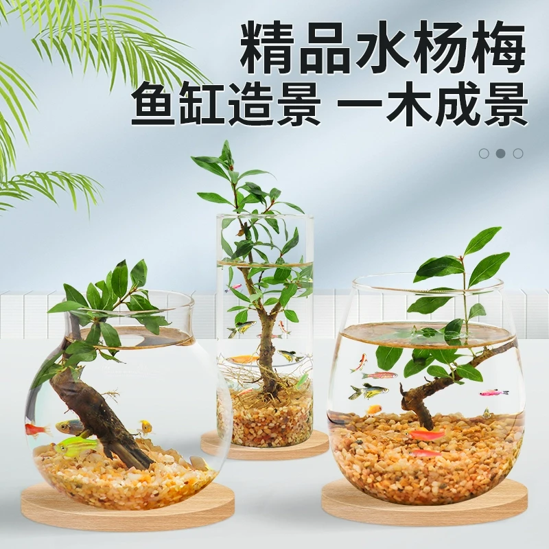 生态瓶水杨梅微景观易养耐活水培植物造景鱼缸办公桌小宠书桌客厅