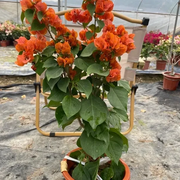 绿叶橙三角梅勤花四季开花原盆原土带花发货庭院阳台花卉盆栽