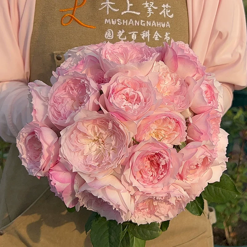 乐咲月季 望月宏 灌木大花浓香 美人尖 粉色 别名笑声/琉璃月季