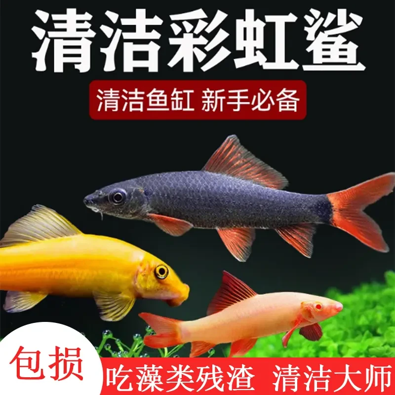 彩虹鲨金苔鼠活体清道夫观赏鱼粉红鲨吃屎粪鱼缸蝴蝶鲤钻石藻类
