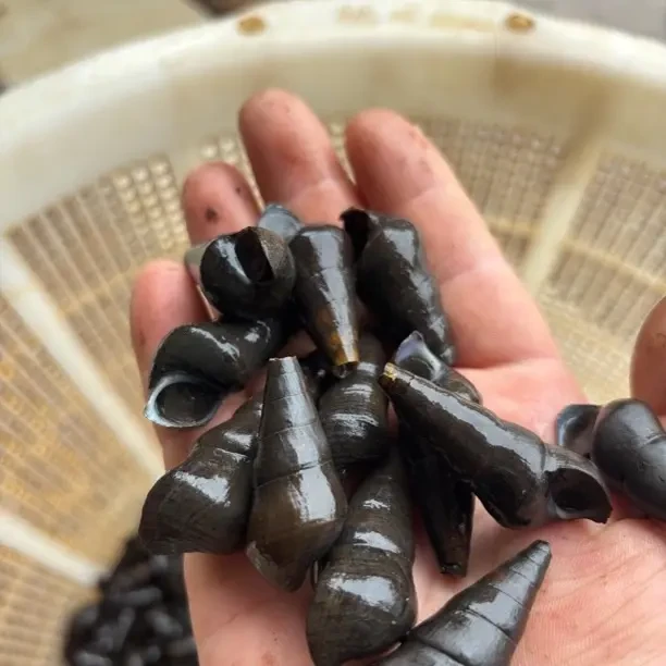 京东发货鲜活冷水山坑螺包邮到家两斤包邮