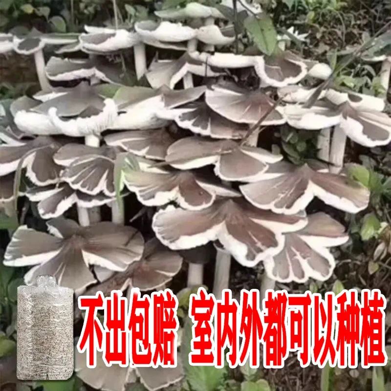 【只发菌包】正宗菌包高产人工栽培室内阳台种植四季直播专属