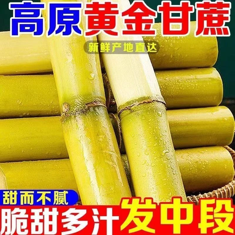 云南黄金甘蔗手撕甘蔗现坎清甜多汁炖汤煮水应季水果新鲜现发