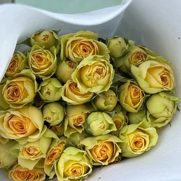 牛油果多头玫瑰1扎平阳花都直发