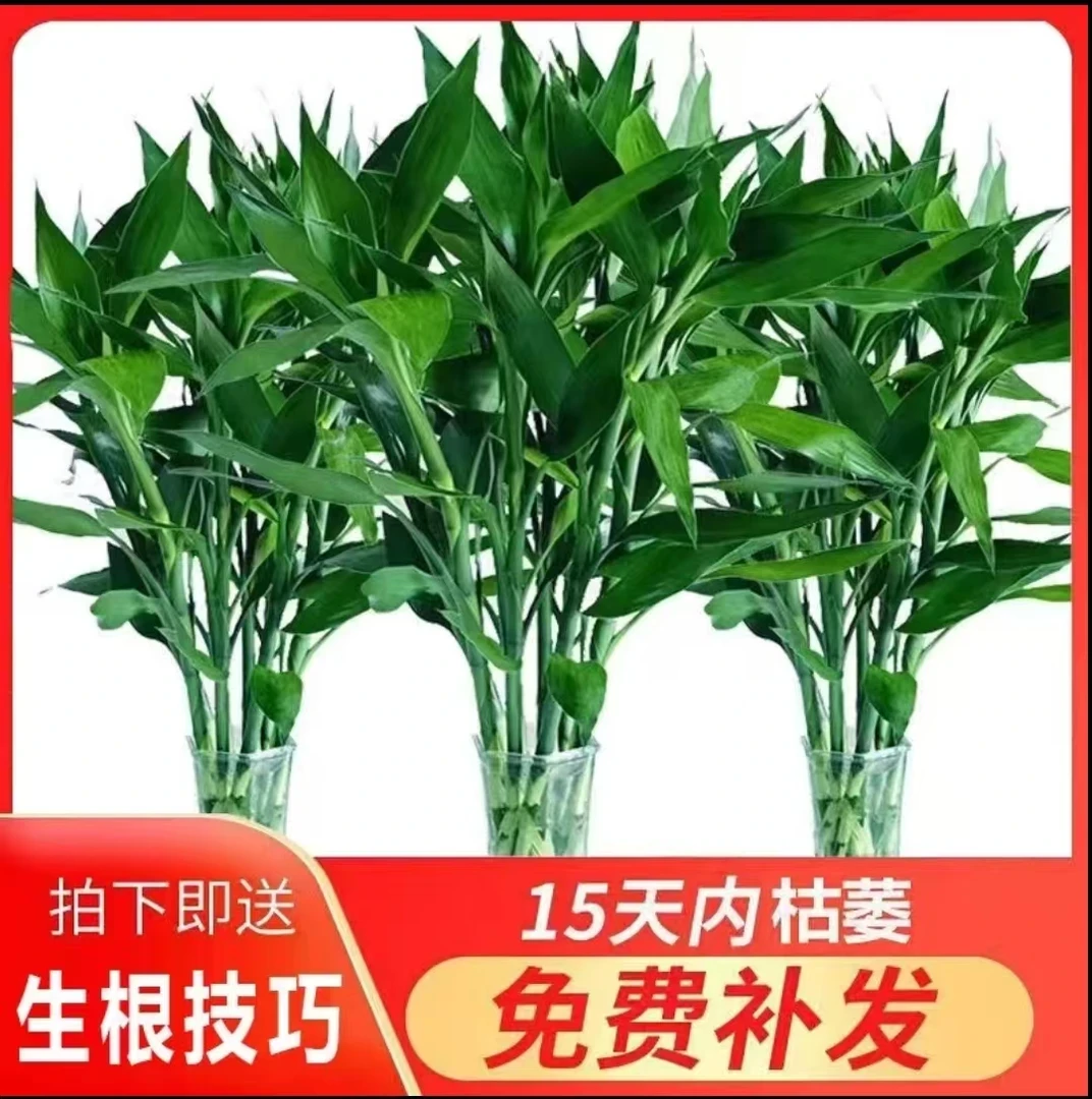 富贵竹水培中竹80-90厘米 室内花客厅招财水养绿萝转运竹节节高