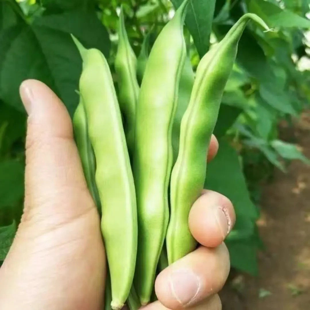 【无架油豆种子】新东北宽油豆角种子开锅烂无筋无柴
