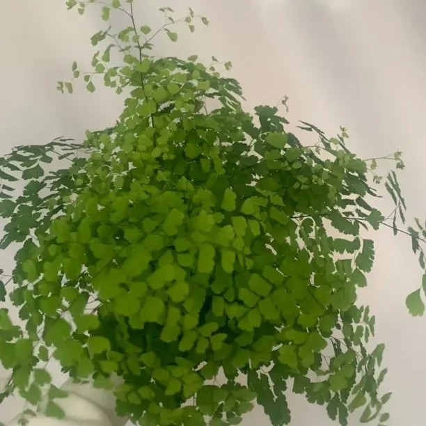 铁线蕨盆栽多年生常绿草本耐阴水培观叶绿植带土净化空气