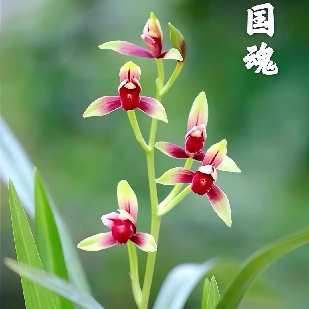 建兰红素名品【国魂】