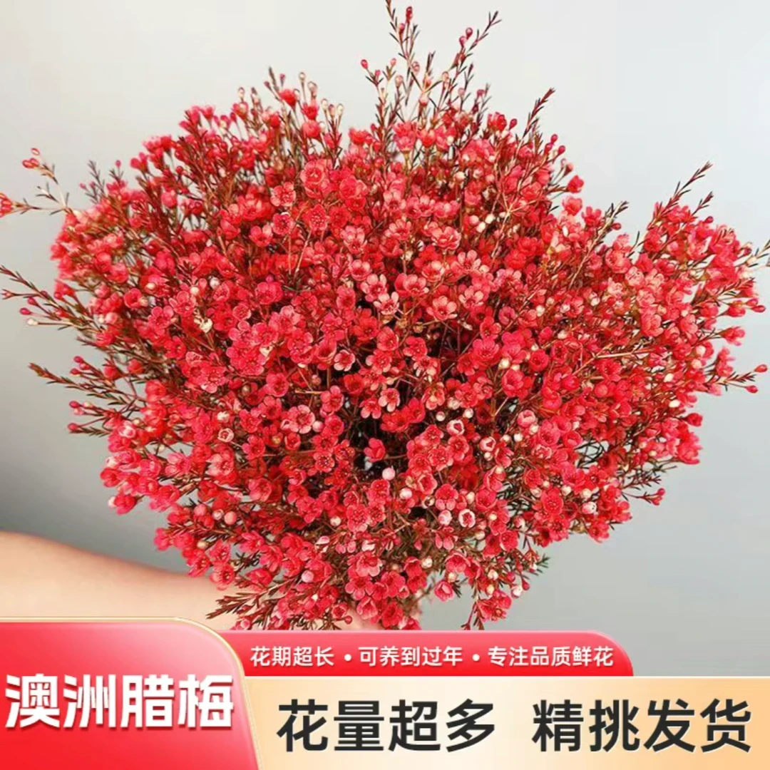 【澳洲腊梅】鲜花基地直发过年宵鲜切花水养培植物室内花卉盆栽年宵