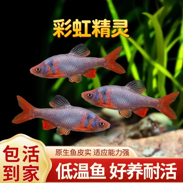 彩虹精灵鱼卢伦真小鲤原生鱼冷水鱼耐寒无需加热好养淡水鱼观赏鱼