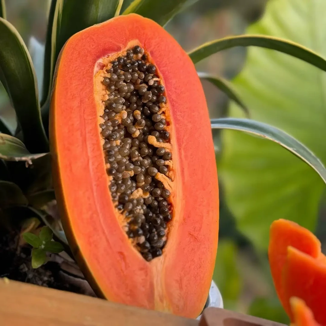 海南红心牛奶木瓜