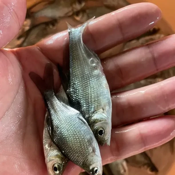 武昌鱼 鳊鱼 三角鲂 团头鲂鱼 沙边鱼 淡水养殖