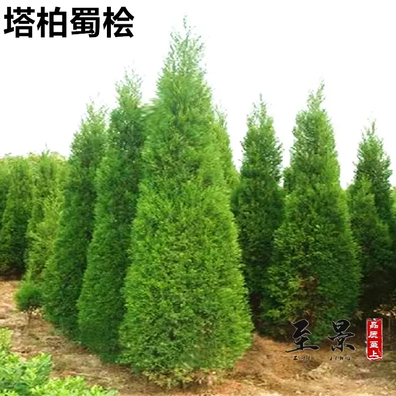 精品塔柏树苗蜀桧柏塔松小苗四季常青松柏大树耐寒旱南北方种植