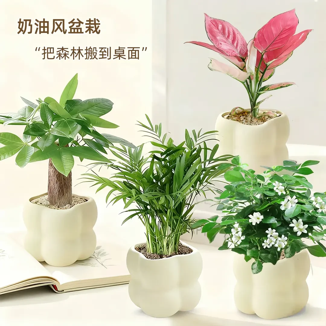 绿植盆栽发财树九里香黑金刚鸭脚木室内办公室桌面网红花卉