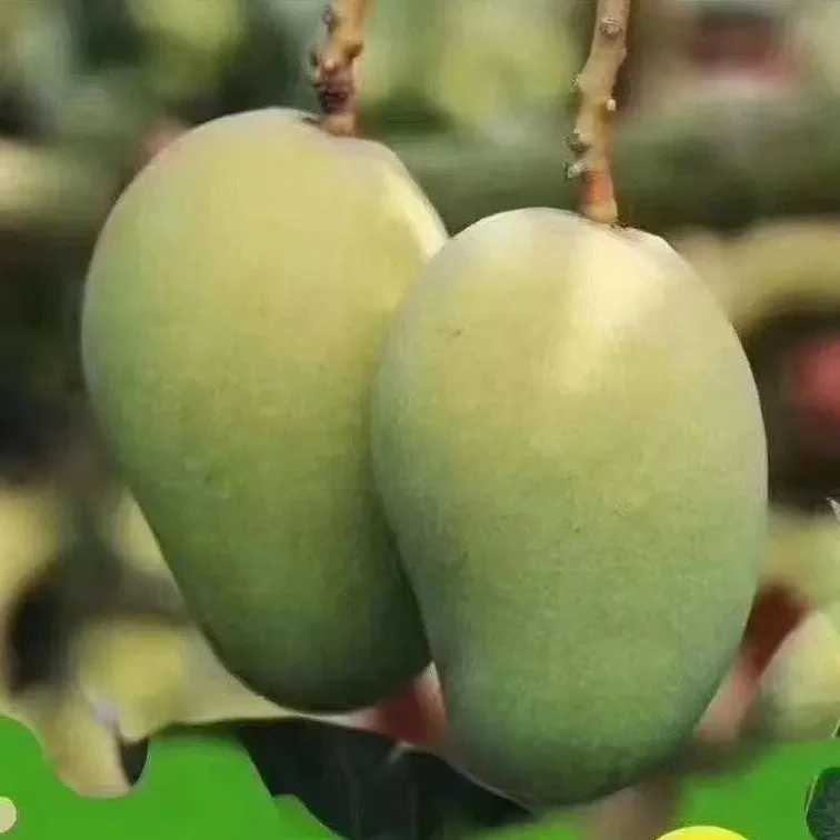 广西百色台农芒果果香浓郁新鲜现摘水果