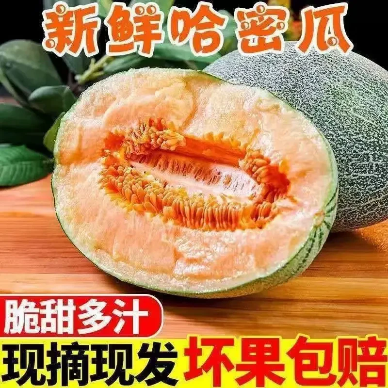 现摘精品哈密瓜西州蜜小蜜青皮蜜瓜带箱9斤当季水果新鲜果园直发