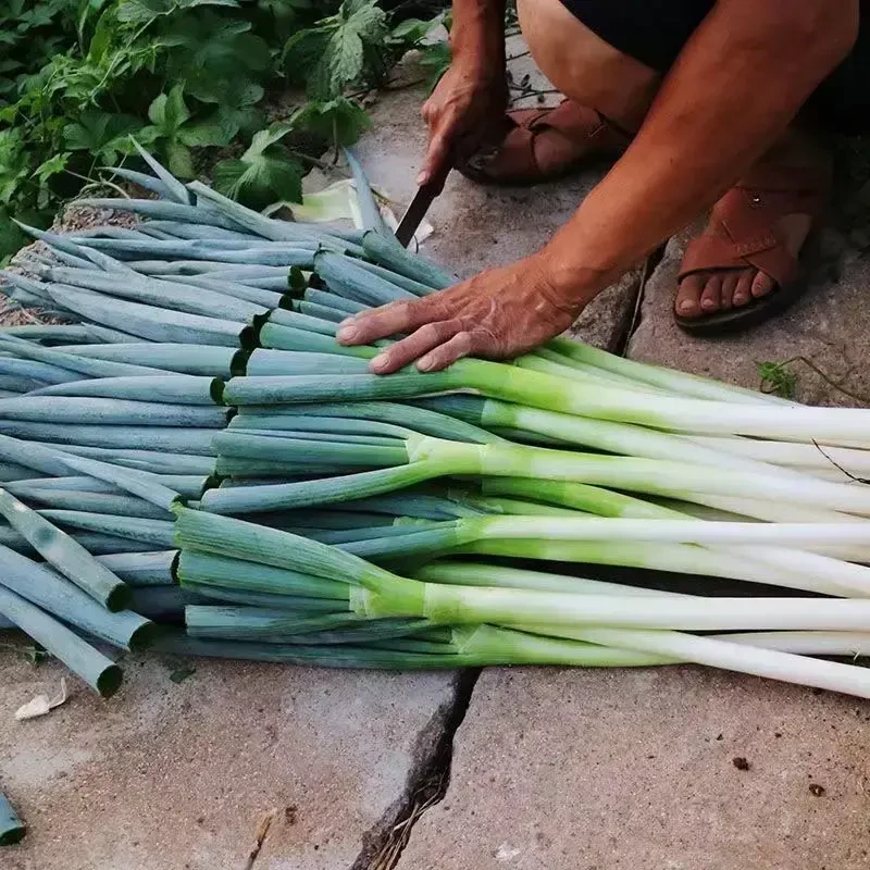 新鲜大葱山东铁杆大葱蔬菜产地直发带箱