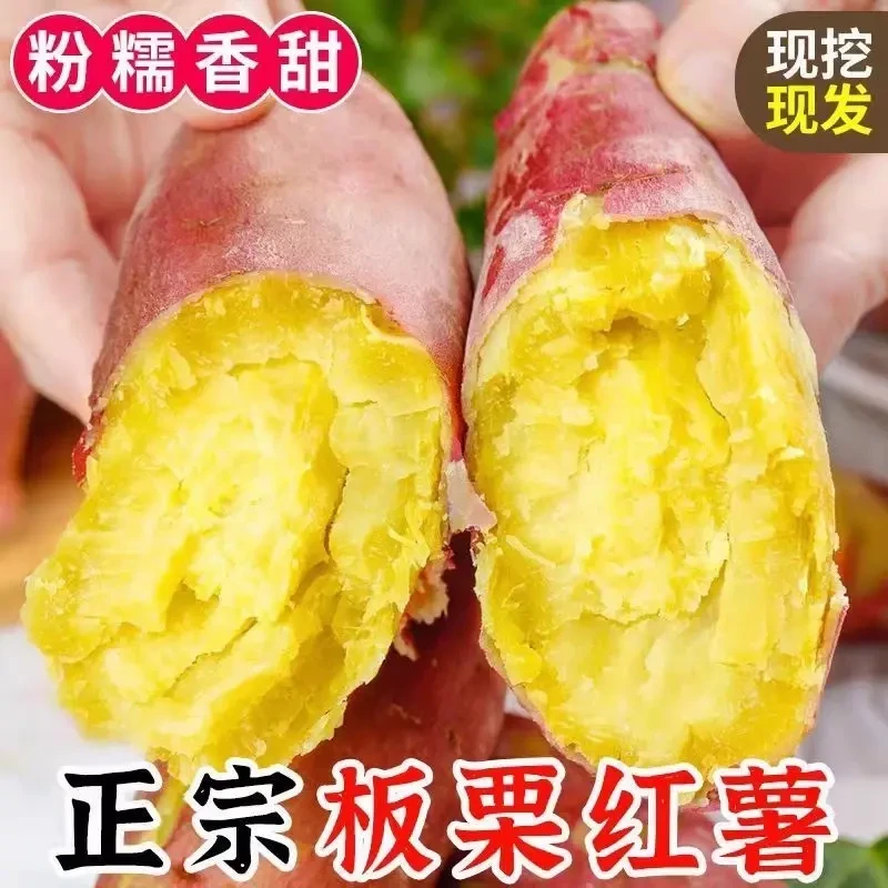 【买3斤送2斤得5斤】陕西正宗板栗红薯香糯皮薄农家自种板栗味香薯