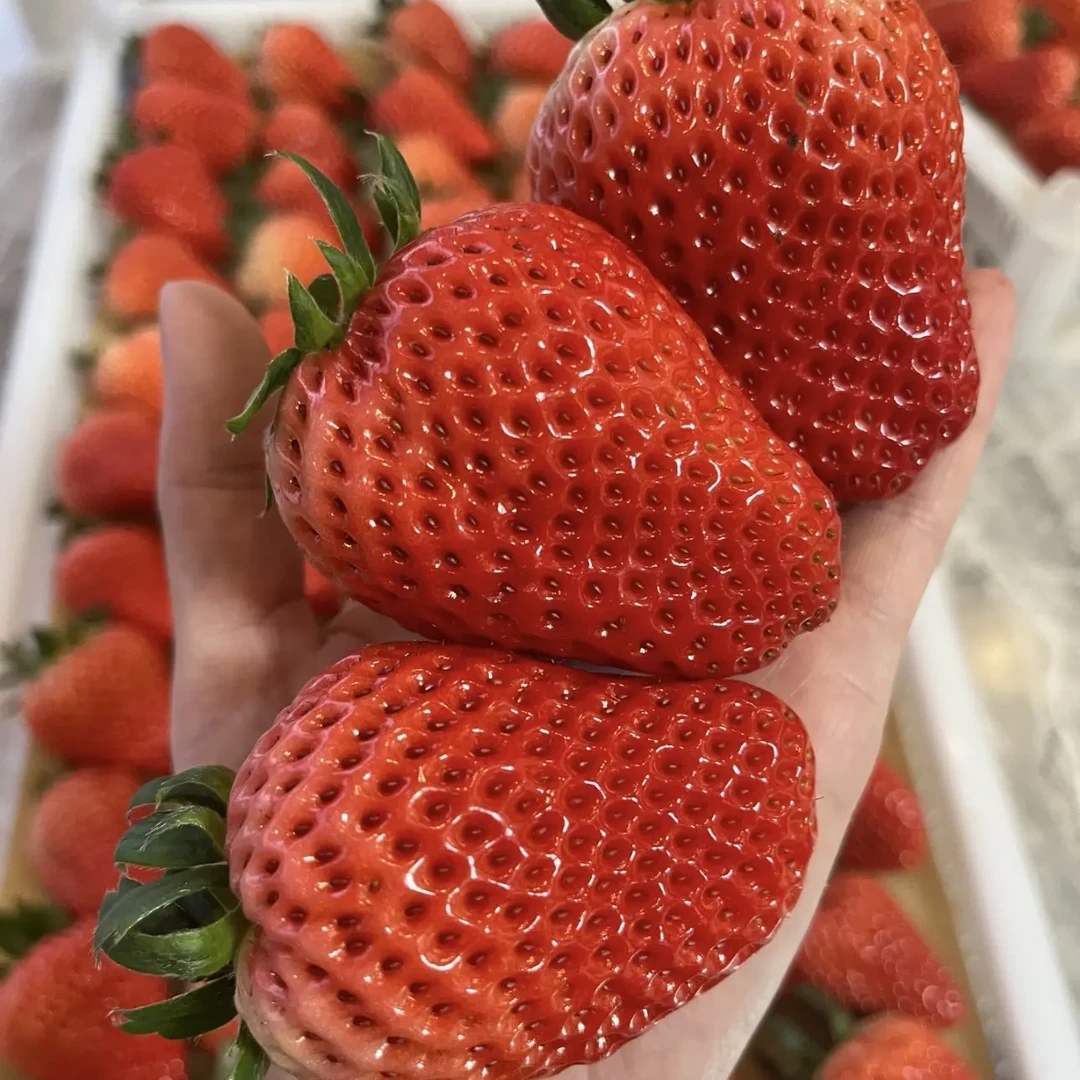 【清唯专属福利款】正宗九九草莓红颜奶油