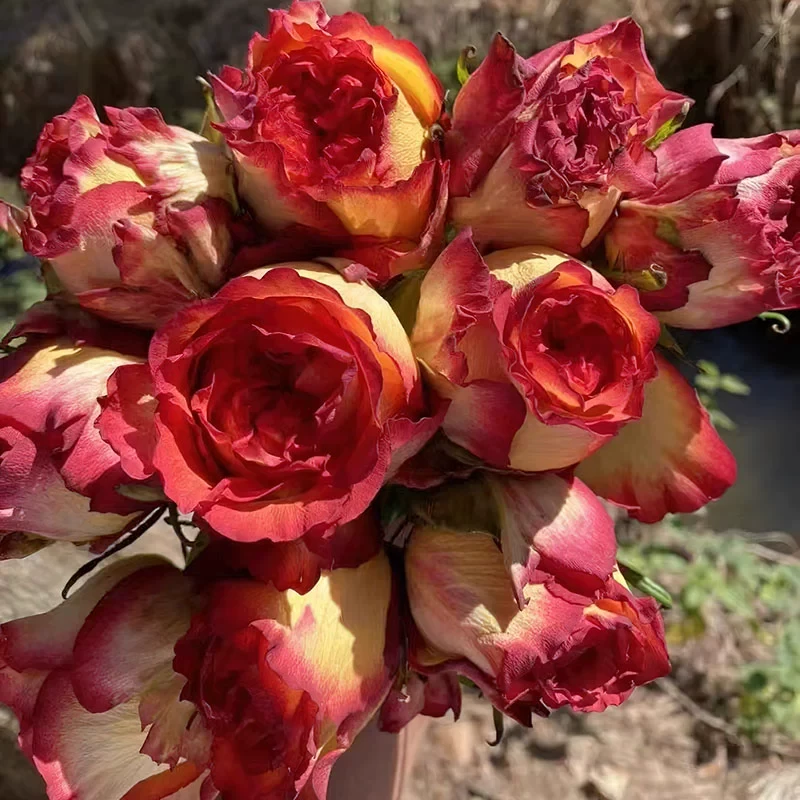 突发新闻月季 尼普 灌木大花 切花玫瑰 橙红色 别名博科里亚月季