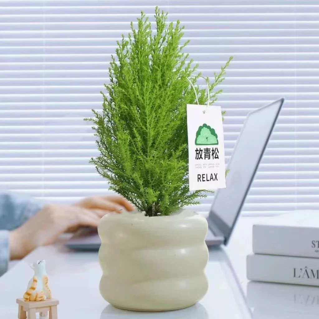 小香松绿植桌面防辐射盆栽净化空气植物四季长青圣诞树北