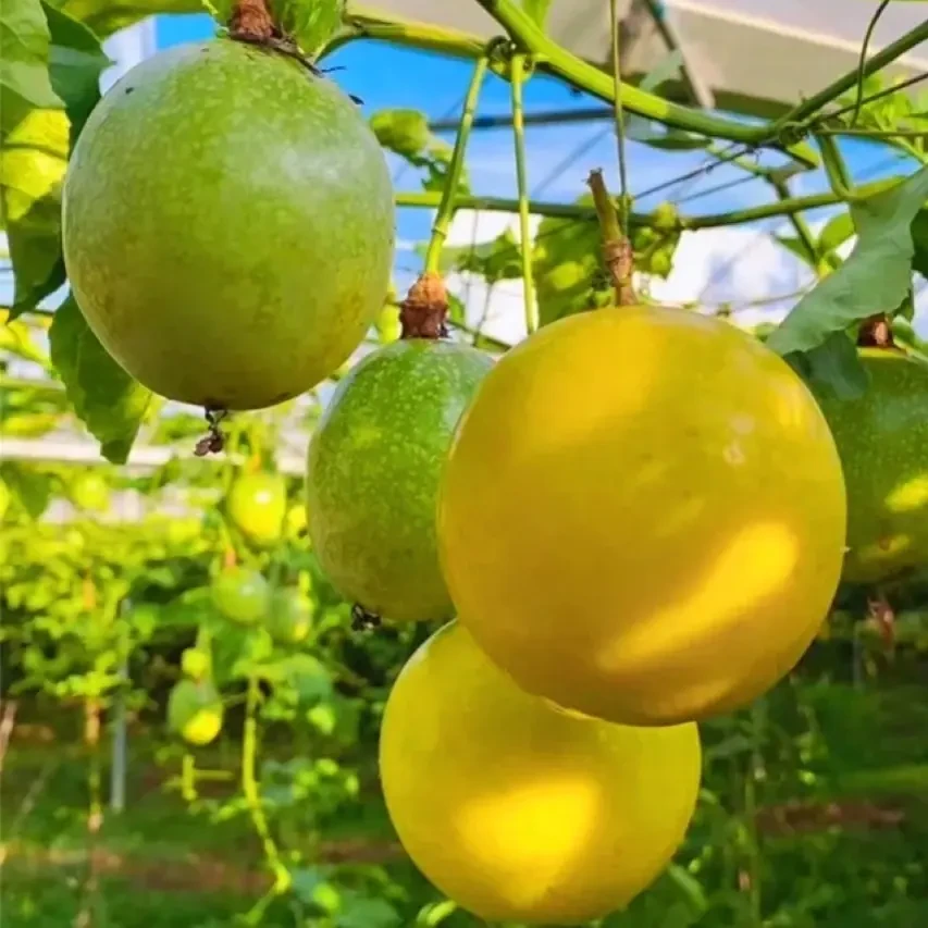 【次日达】百香果当季新鲜500g/1000g装包邮黄金百香果新疆维吾尔自治区