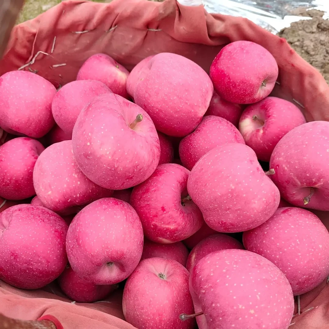 头茬天水早熟红富士苹果新鲜脆甜汁水饱满果园现摘现发