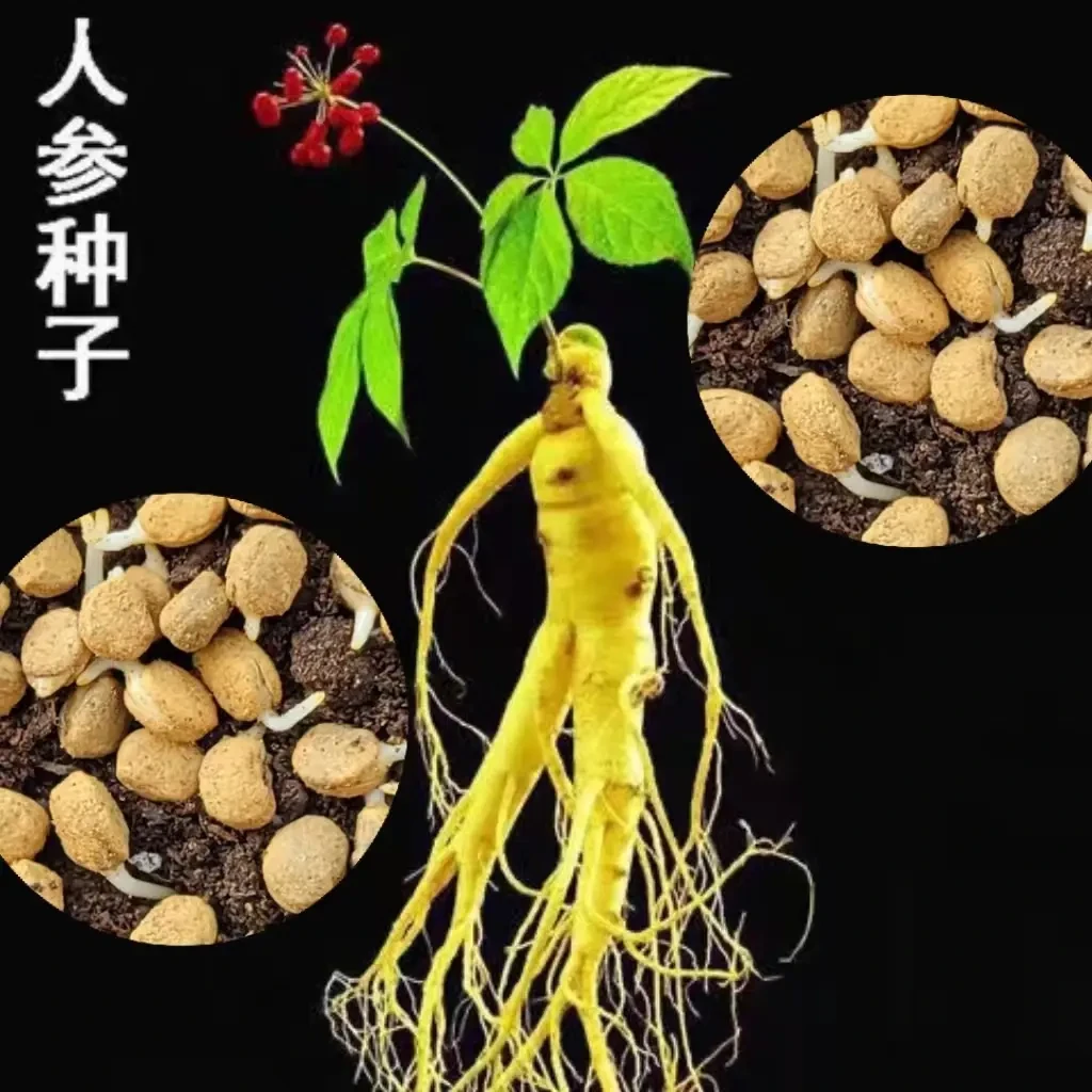 【长白山人参】人参种子春秋长白山花旗参白参种四季阳台花卉植物