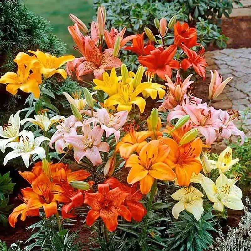 香水百合种球室内盆栽庭院观花芳香百合花四季栽培花卉种子
