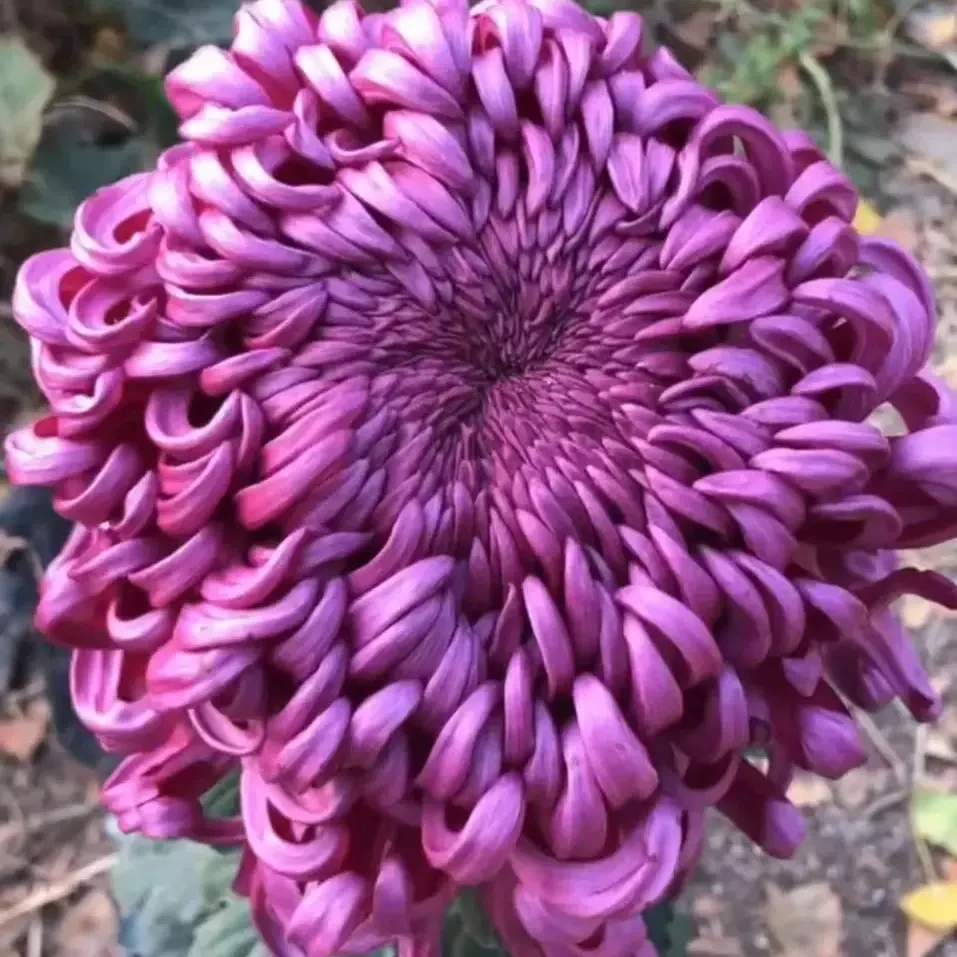 【紫国华】大花富贵菊 九月大菊盆栽开花好看