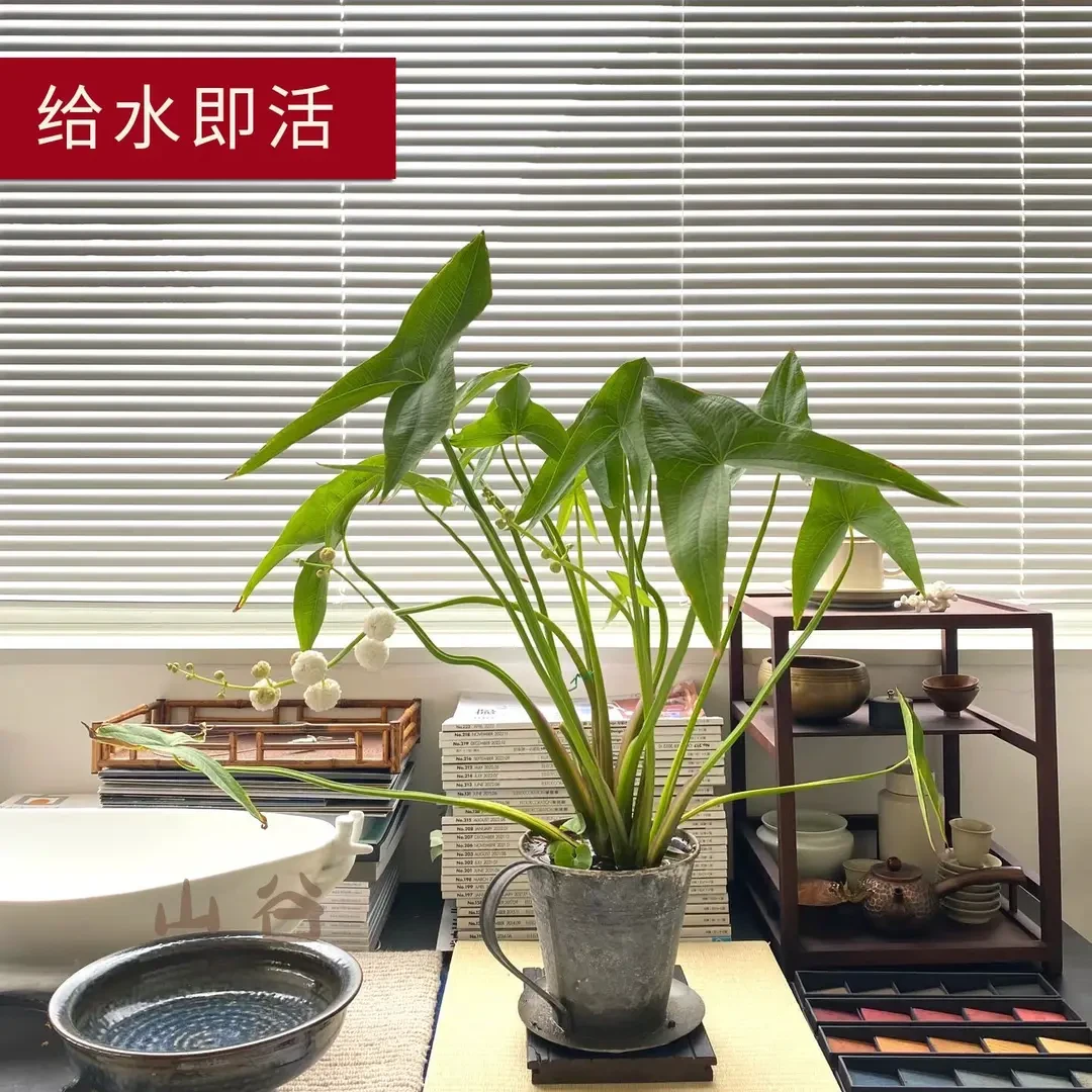 茨菇重瓣慈姑重瓣茨菇沼泽过滤慈菇水培茨菰观赏花种球苗鱼缸造景