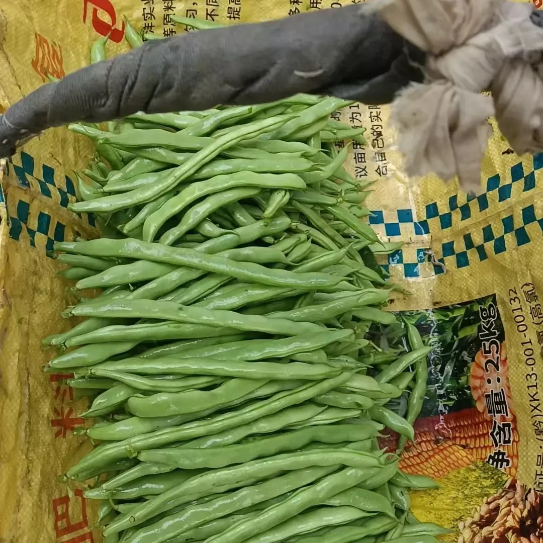 贵州高山现摘四季豆新鲜农家农家新鲜蔬菜鲜四季豆豆角蔬菜无筋