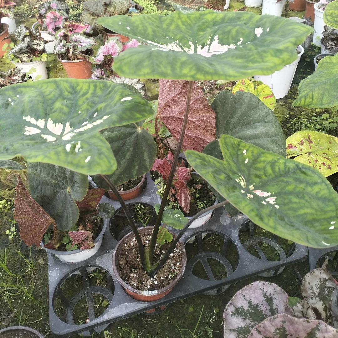 小海王三颗套餐n观叶植物盆栽室内好养适合阳台