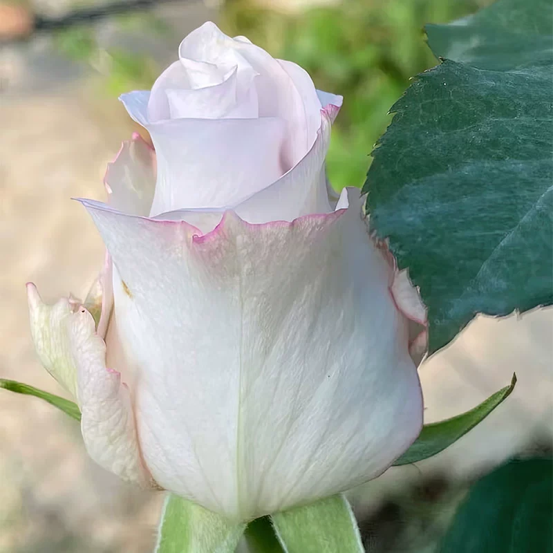 暴风漩涡月季 切花品种 灌木大花 切花玫瑰 银色 直立勤花 高杯状