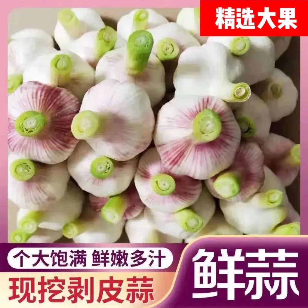 【特价抢】河南新鲜大蒜2025鲜蒜紫皮多瓣蒜头精选湿鲜蒜糖蒜醋蒜