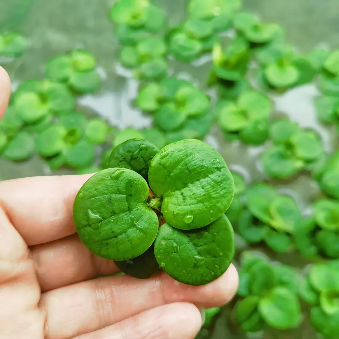 浮萍圆心萍水培绿植庭院办公室鱼虾龟缸鱼缸造景漂浮专用水草