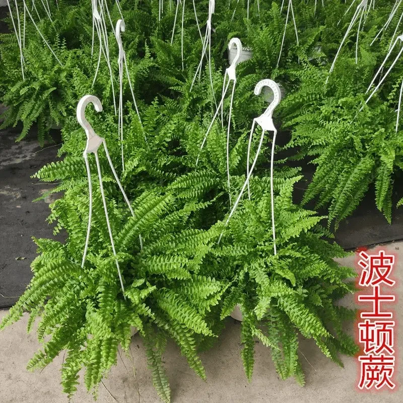 波士顿蕨盆栽垂吊驱蚊绿植物吸甲醛办公室内好养四季常青净化空气