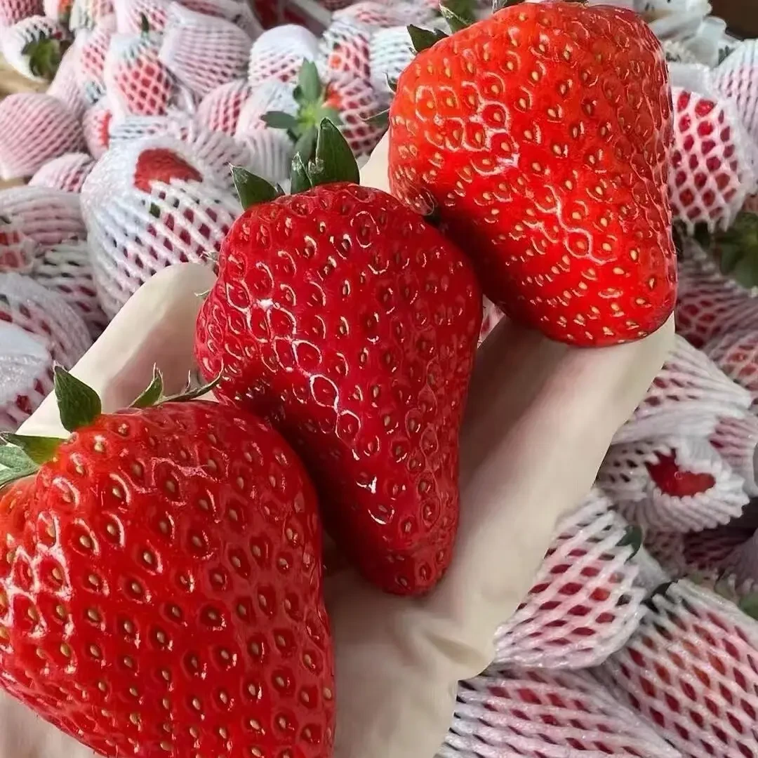九九草莓新鲜采摘  孕妇水果香甜饱满  空运包邮